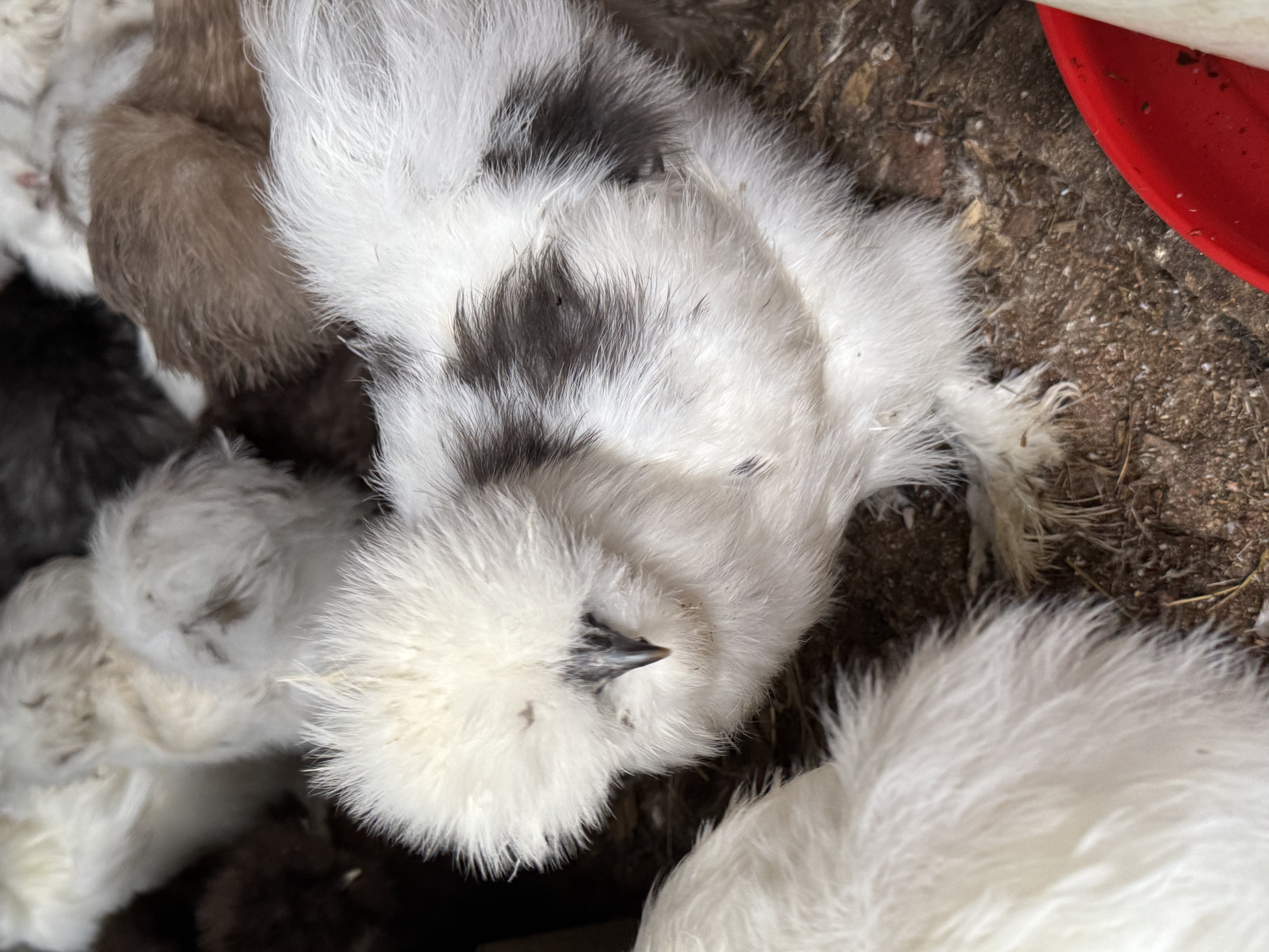 Lady Maribel, Blue-Paint US-Silkie-Henne