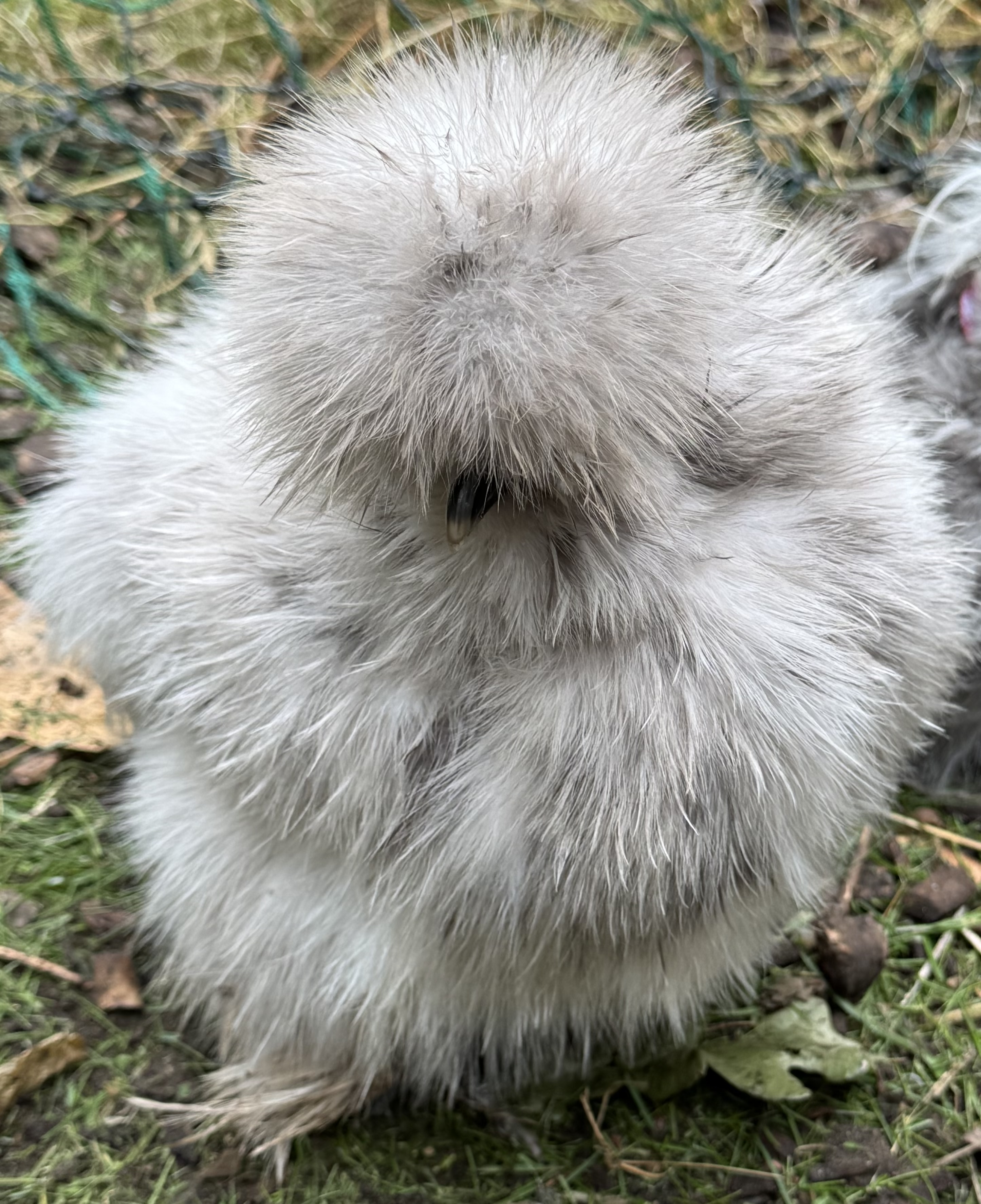 Zartes US-Silkie-Küken