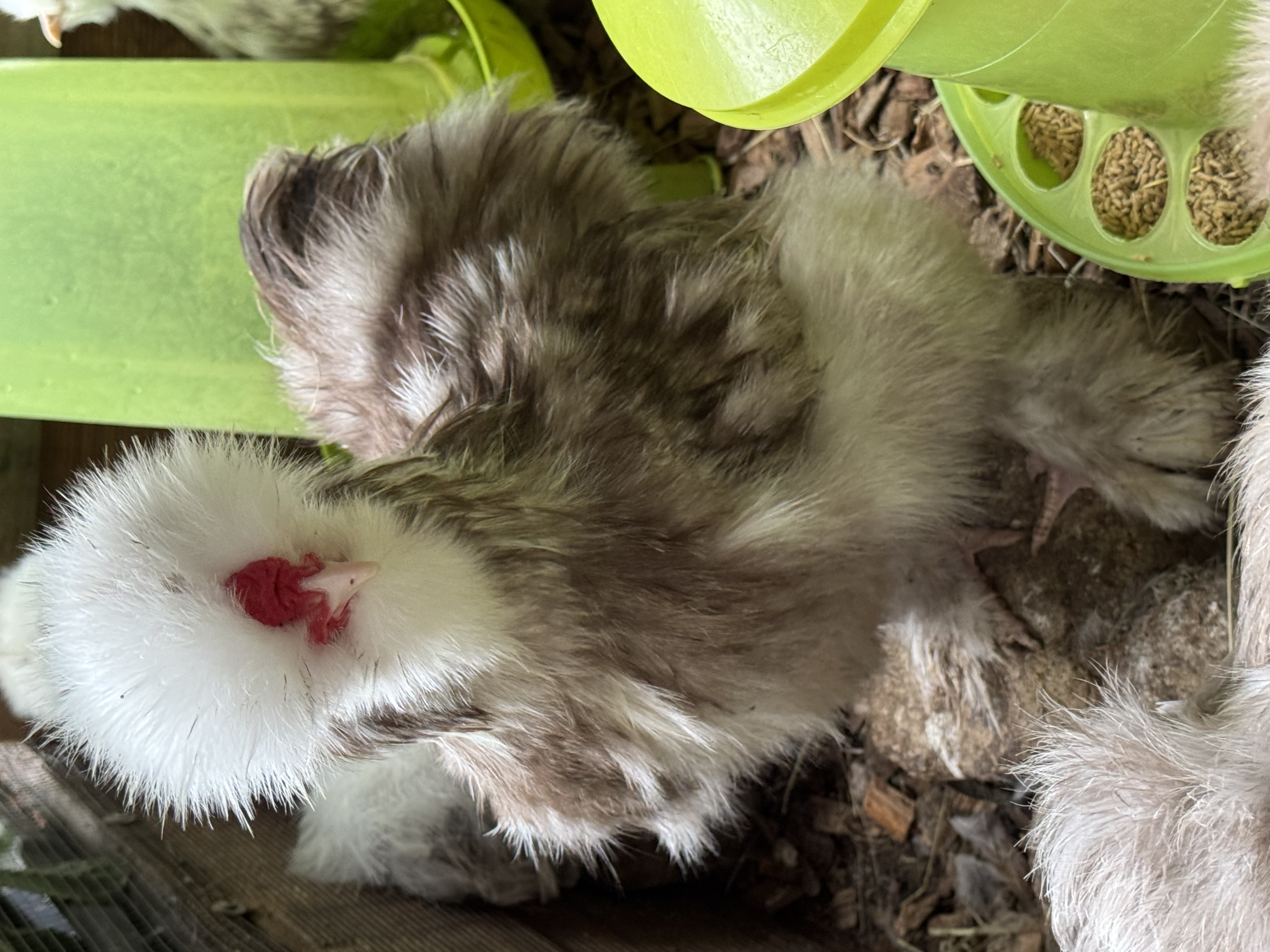 Sir Louis, Schoko-Mottled Hahn